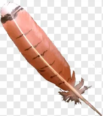 A detailed orange bird feather with a white tip on a transparent background.